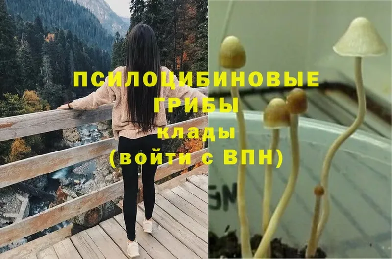 Псилоцибиновые грибы Magic Shrooms  Кировск 